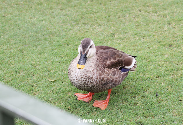 Disneyland-disneysea-34